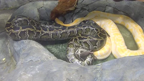 Big snake python Stock-Footage 227537526