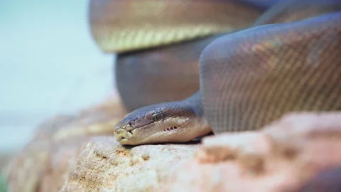 Big Snake Resting On Rock In The Zoo -  close up Stock Footage 150537763