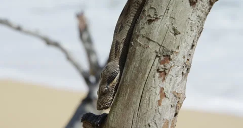 Big Snake in Tree Video stock 262029709