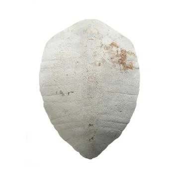 Big snapping turtle carapace isolated on white background Stock Photos