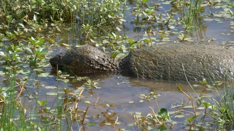 Big snapping turtle eating - close-up 4K Stock Footage 95297443