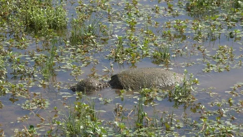 Big snapping turtle eating - medium shot 4K 動画素材 95297453