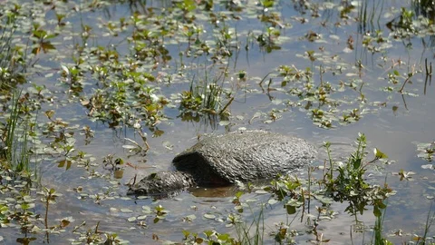 Big snapping turtle eating in a pond1 - close-up 4K Stock Footage 95432580