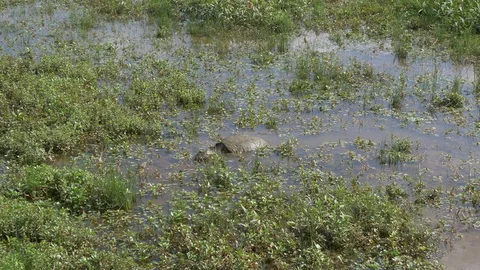 Big snapping turtle eating - wide shot 4K Stock Footage 95297418