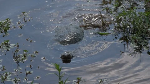 Big snapping turtle swims in shallow water 4K Видео 95284739