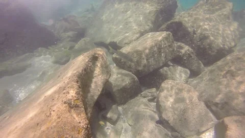 Big snook school Stock Footage 311779426