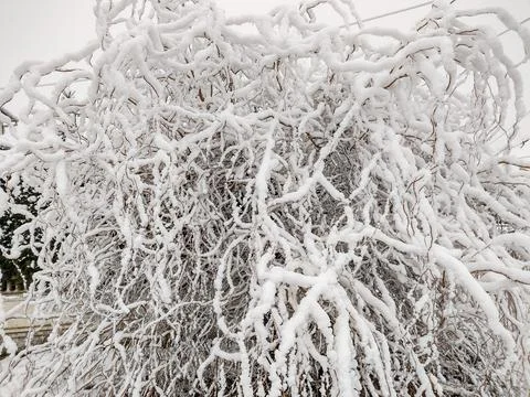 Big snow on the branches of a willow tree 스톡 사진