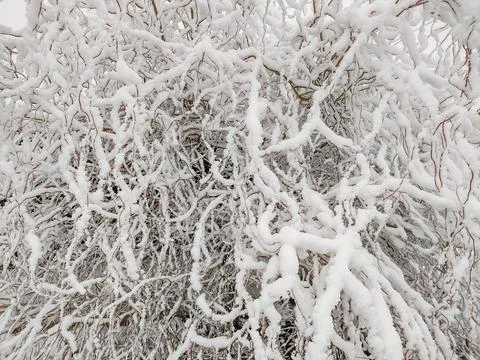 Big snow on the branches of a willow tree 写真素材