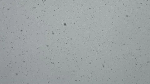 BIg snow flakes falling from a grey sky - 4K Stock Footage 147555435