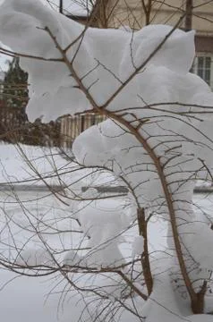 Big snow on tiny branch Stock Photos