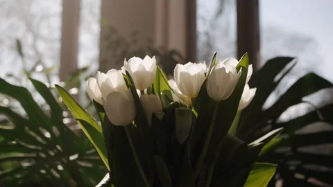 Big snow-white, close up. Stock Footage 105753288