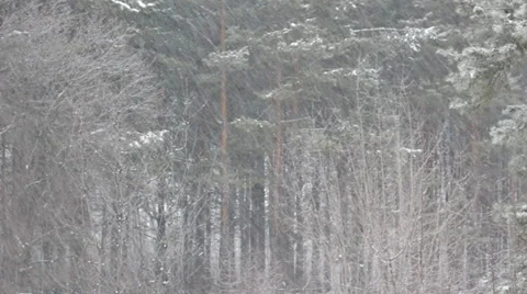 Big snowfall in winter forest Stock Footage 36224241