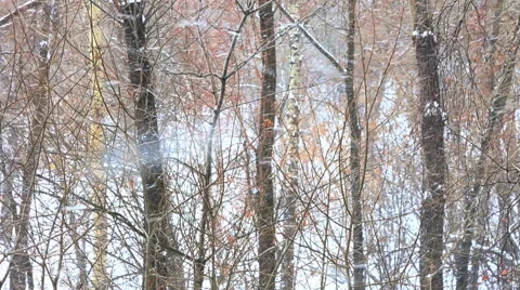 Big snowfall in the winter wood in cloudy day Stock Footage 47073633