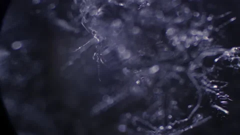 Big Snowflake Crystal at Microscope. Smooth Focus and defocus 4k video. Awesome  Stock Footage 146283554