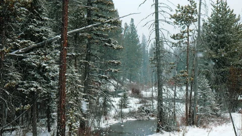 Big snowflakes fall in pine forest and creek, slow tilt down Stock Footage 171712781