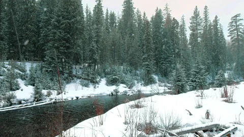 Big snowflakes fall on river in Pacific northwest forest watershed, pan right Stock Footage 171709408