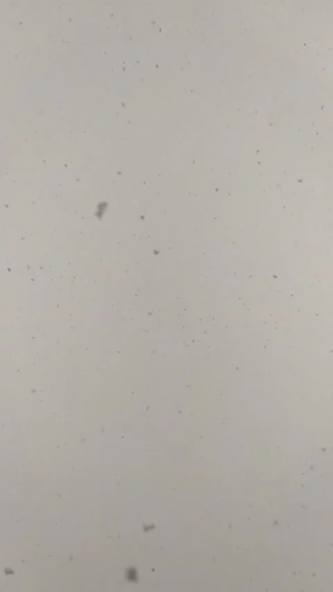 Big snowflakes falling from the grey sky Vídeo Stock 147135807