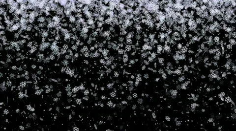 Big Snowflakes falling (Loop) Video stock 318773