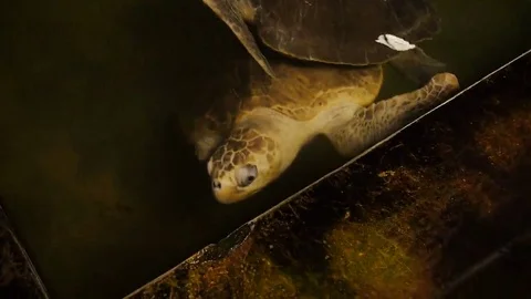 Big soft-shelled turtle swimming in a pool at a turtle hatchery in Sri Lanka Stock Footage 69103917