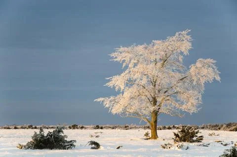 Big solitude elm tree in a winter landscape Stock Photos