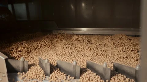 Big sorting and commercial goods control manufacturing center. Wheat grains Stock Footage 228239919