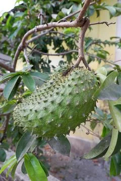 Big Soursop Fruit with Leaf Background Stock Photos