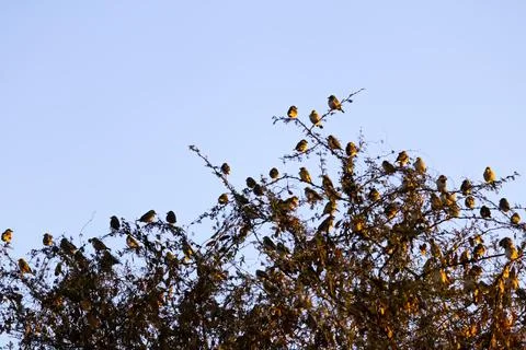 Big sparrows Bird group on tree branch,flock of sparrows perched on a branch  Stock Photos