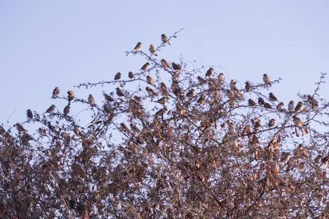 Big sparrows Bird group on tree branch,flock of sparrows perched on a branch  Stock Photos