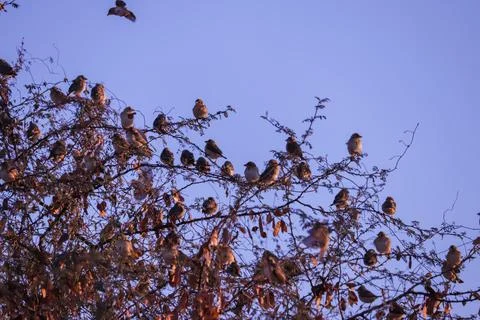Big sparrows Bird group on tree branch,flock of sparrows perched on a branch  Stock Photos