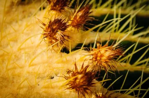 Big sphere cactus with large needles and small flowers Stock Photos