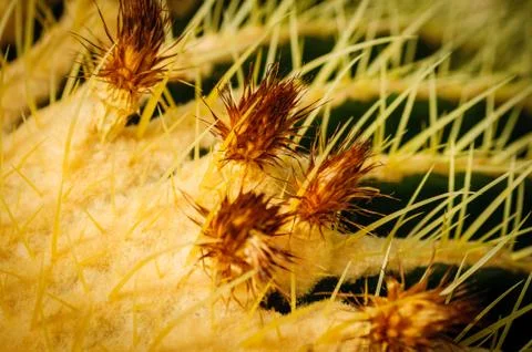 Big sphere cactus with large needles and small flowers Stock Photos