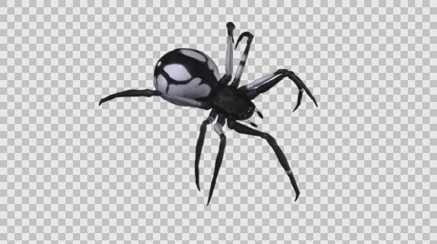 Big Spider - Black White - Walking Loop - Close Top Side View - Alpha Channel Stock Footage 68524895