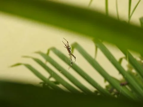Big spider building web side ways Foto stock