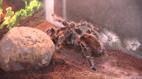 A big spider in the cage 1 Stock Footage 316707996