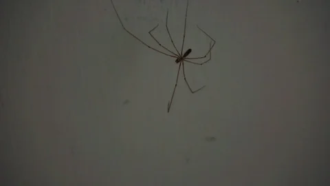 Big spider close up. shallow depth of field Stock Footage 113664720