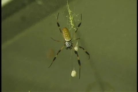 Big Spider Stock Footage 140321