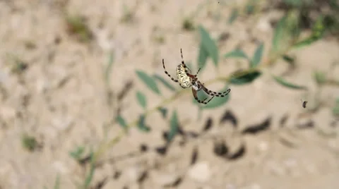 Big spider Stock Footage 35232481