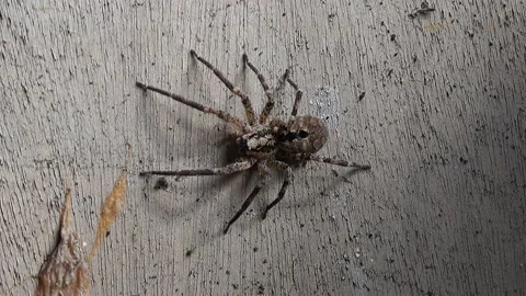 Big spider in the garden  Stock Footage 168558168
