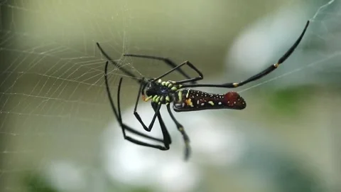 Big spider - Golden Orb Weaver Spider (Nephila pilipes) eats prey in web Stock Footage 230001406