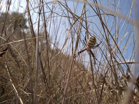 A big spider in the grass Stock Photos