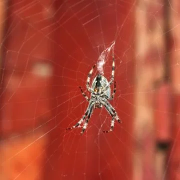 Big spider hanging on a web Stock Photos
