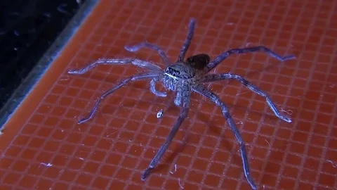 Big Spider indonesia Video stock 104045640
