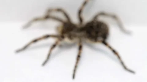 Big spider isolated on white Stock Footage 36647037