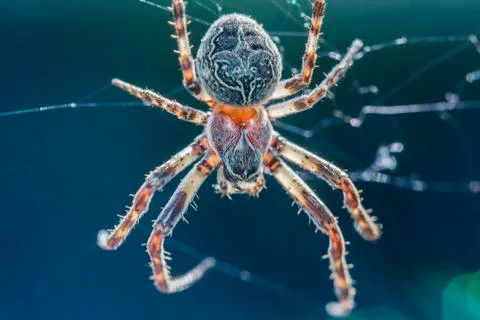 A big spider in its spider web Stock Photos