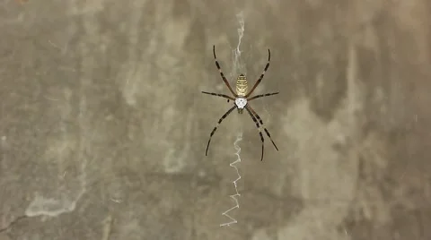 Big spider on its web Stock Footage 49050176