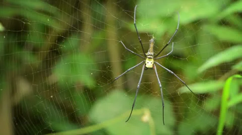 Big spider in its web - nephila Video stock 26022000