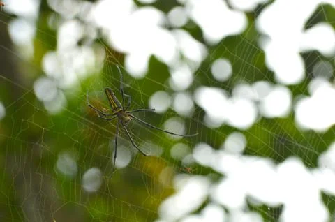 Big spider on its web Stock Photos