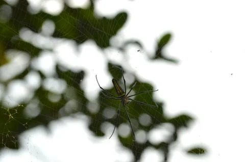 Big spider on its web Stock Photos