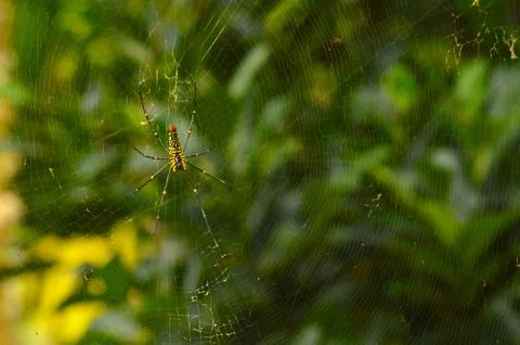 Big spider on its web with some parts in focus Stock Photos