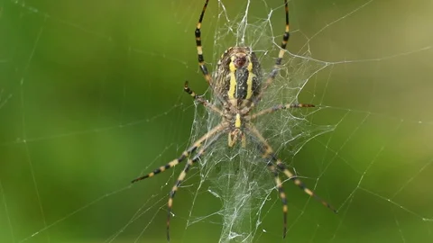 Big spider in macro Video stock 95842348